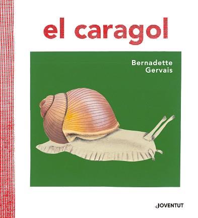 CARAGOL, EL | 9788426145680 | GERVAIS, BERNADETTE / TORNERO BRUGUÉS, SUSANA | Llibreria Aqualata | Comprar libros en catalán y castellano online | Comprar libros Igualada