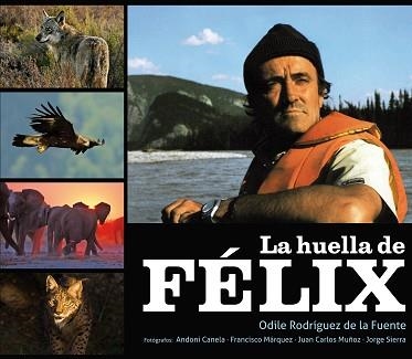 HUELLA DE FELIX, LA | 9788425345685 | RODRIGUEZ DE LA FUENTE, ODILE | Llibreria Aqualata | Comprar llibres en català i castellà online | Comprar llibres Igualada