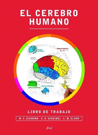 CEREBRO HUMANO, EL.LIBRO DE TRABAJO | 9788434417212 | DIAMOND, MARIAN C. / SCHEIBEL, A. B. / ELSON, LAWRENCE M. | Llibreria Aqualata | Comprar llibres en català i castellà online | Comprar llibres Igualada