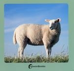 ANIMALES DE LA GRANJA 2 | 9788412683608 | NOWORDBOOKS | Llibreria Aqualata | Comprar llibres en català i castellà online | Comprar llibres Igualada